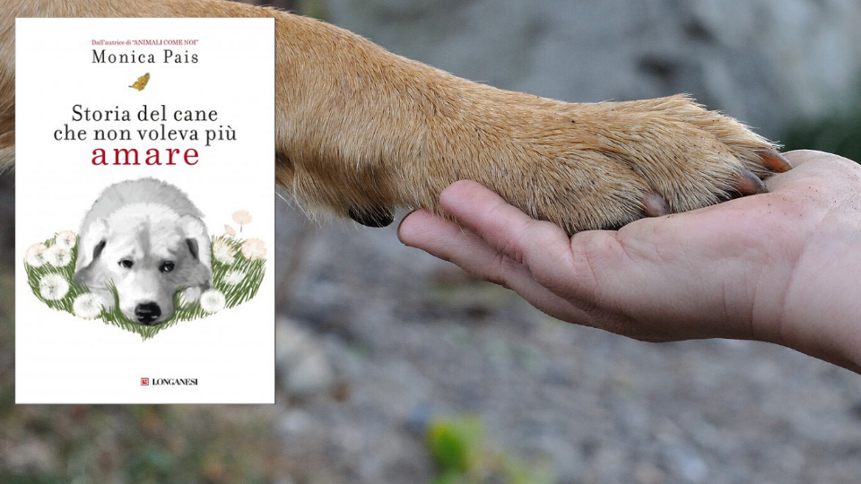 SEGNALAZIONE : STORIA DEL CANE CHE NON VOLEVA PIÙ AMARE- Monica Pais ...